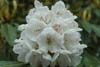 arboreum white-1